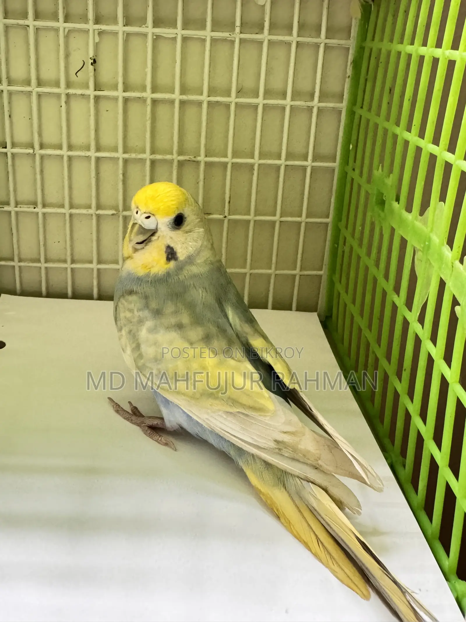 Rainbow Female Bazigar (Dilute)