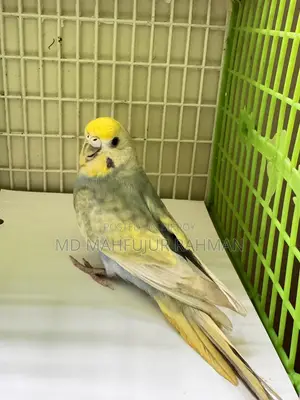 Rainbow Female Bazigar (Dilute)