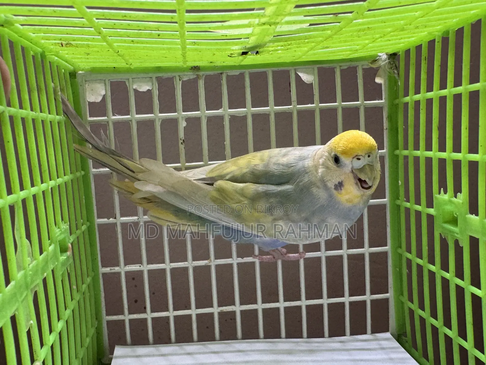 Rainbow Female Bazigar (Dilute)