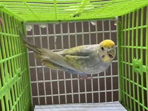 Rainbow Female Bazigar (Dilute)