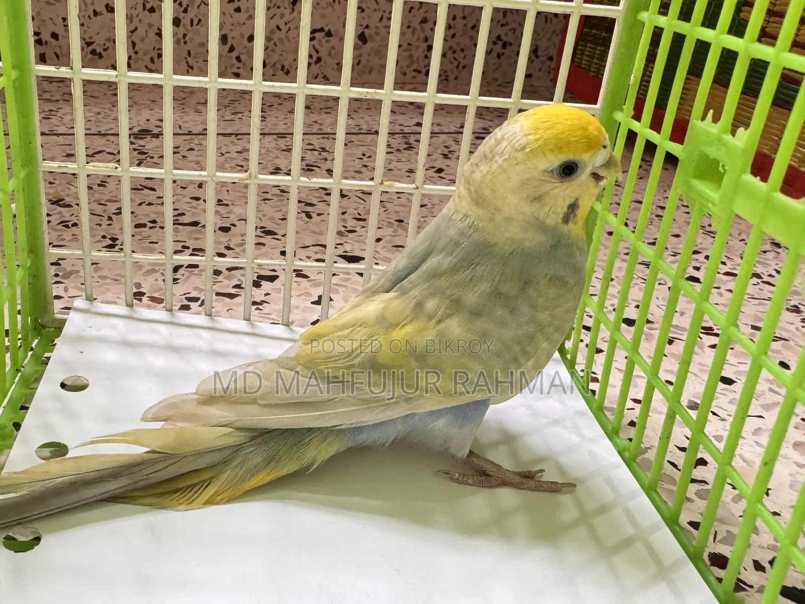 Rainbow Female Bazigar (Dilute)
