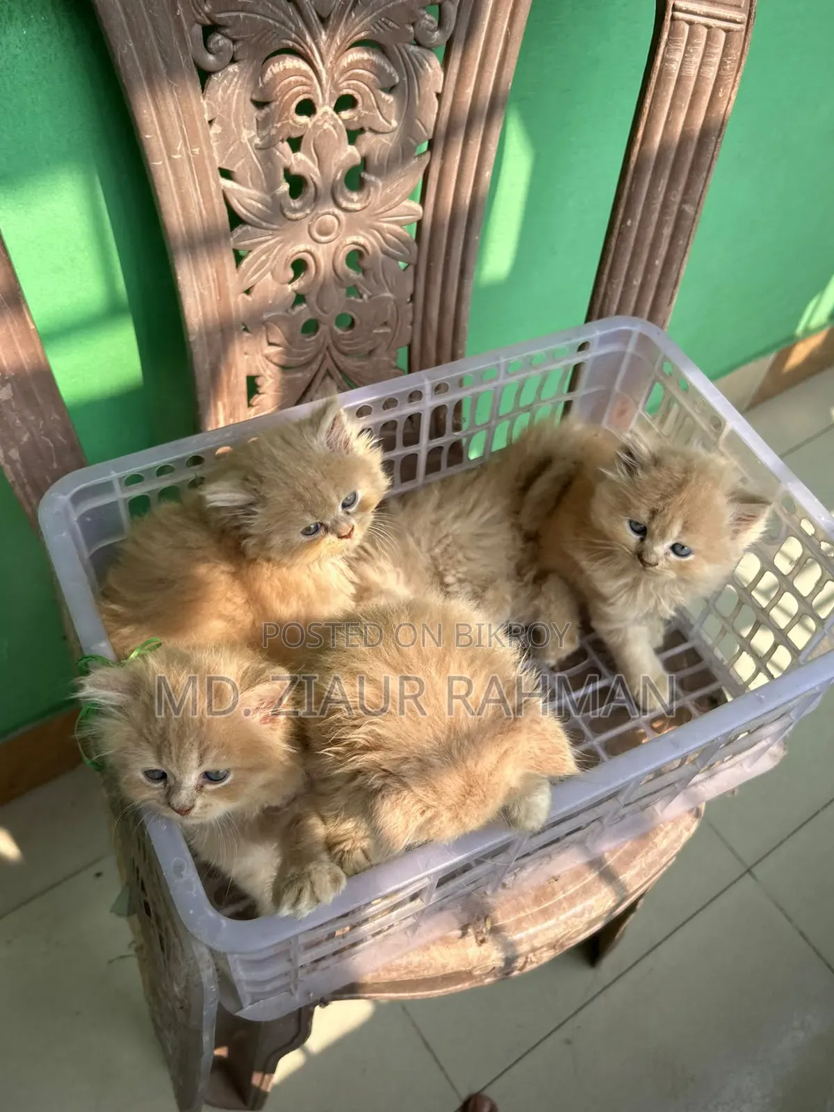 ১-৩ মাসের স্ত্রী বিশুদ্ধ পার্সিয়ান বিড়াল