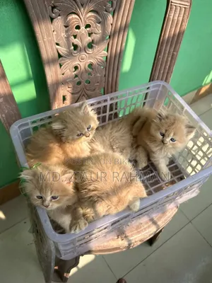 ১-৩ মাসের স্ত্রী বিশুদ্ধ পার্সিয়ান বিড়াল
