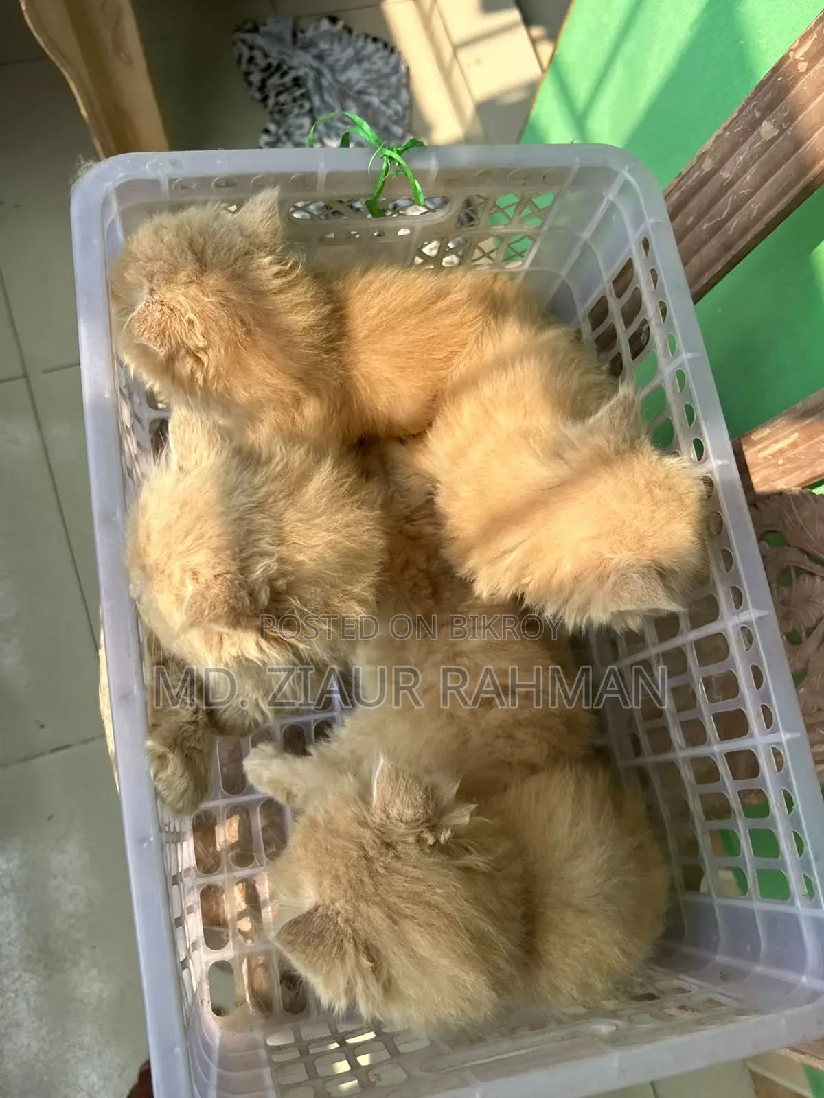১-৩ মাসের স্ত্রী বিশুদ্ধ পার্সিয়ান বিড়াল