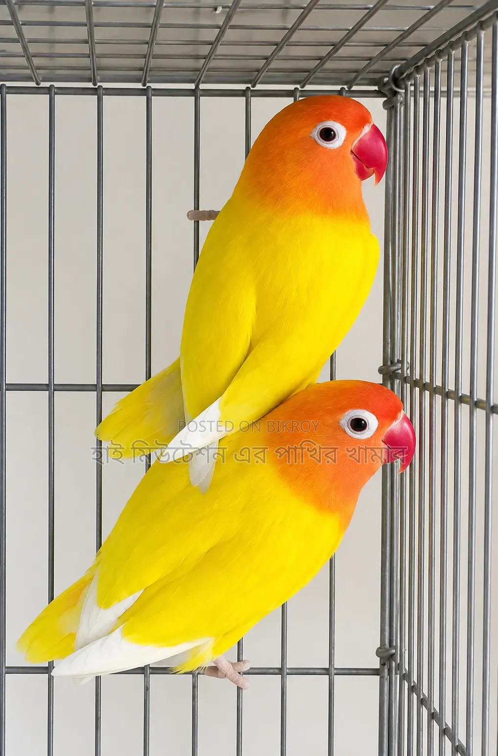 রানিং ডিম বাচ্চা করা পেয়ার লাভবার্ডস
