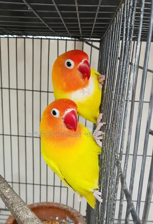 রানিং ডিম বাচ্চা করা পেয়ার লাভবার্ডস
