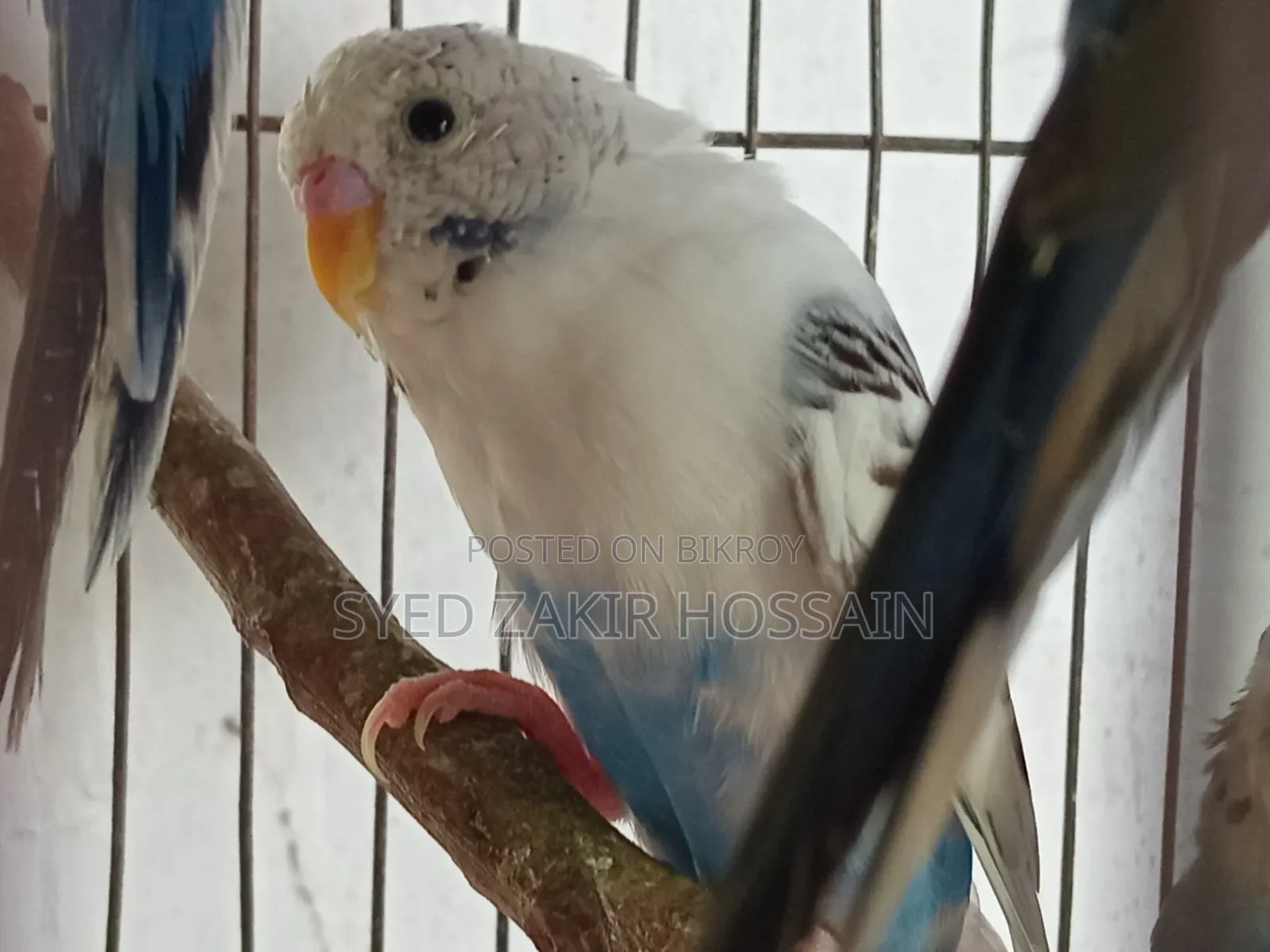 এডাল্ট বাজরিগার হাত বদল