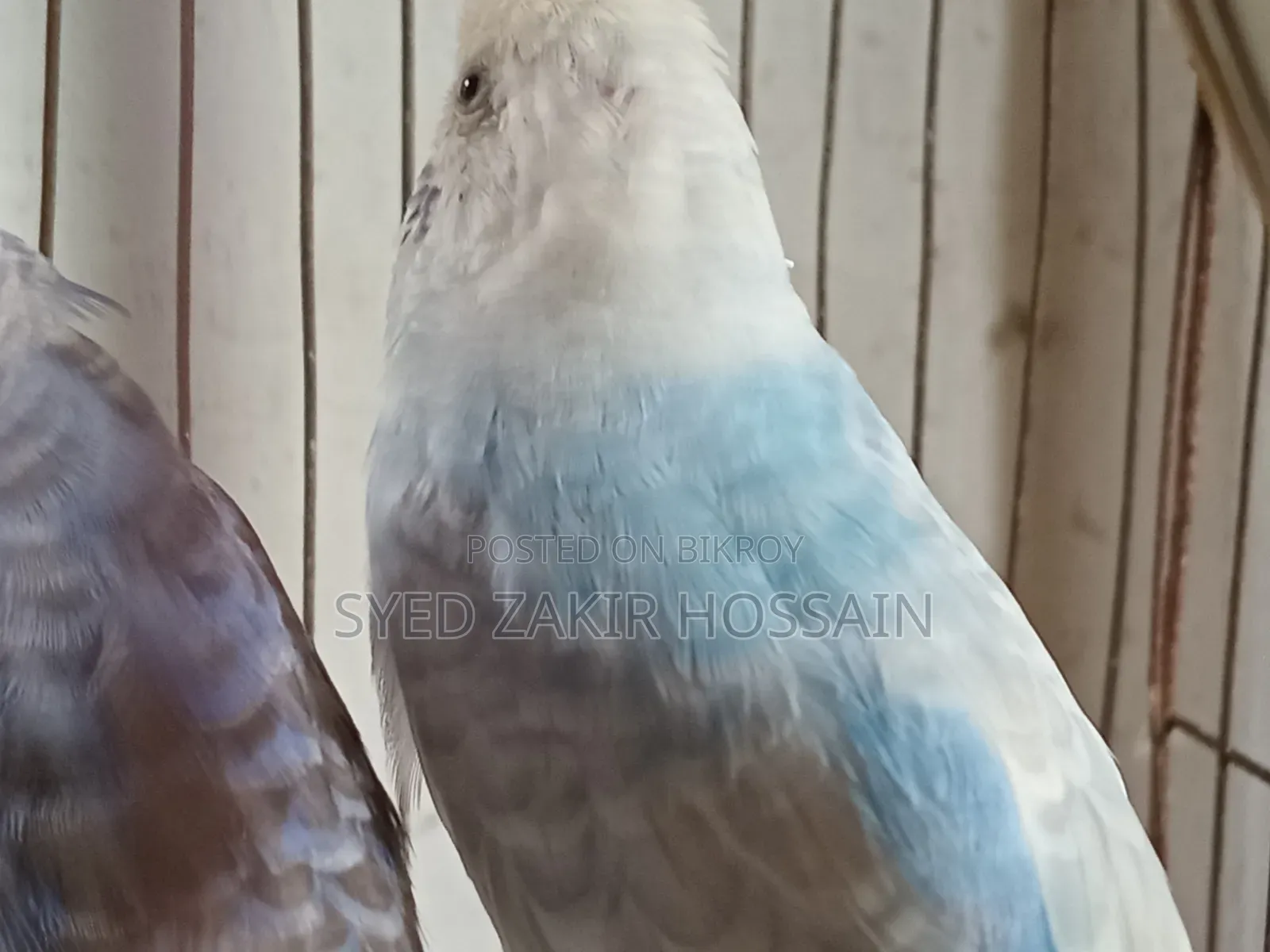 এডাল্ট বাজরিগার হাত বদল