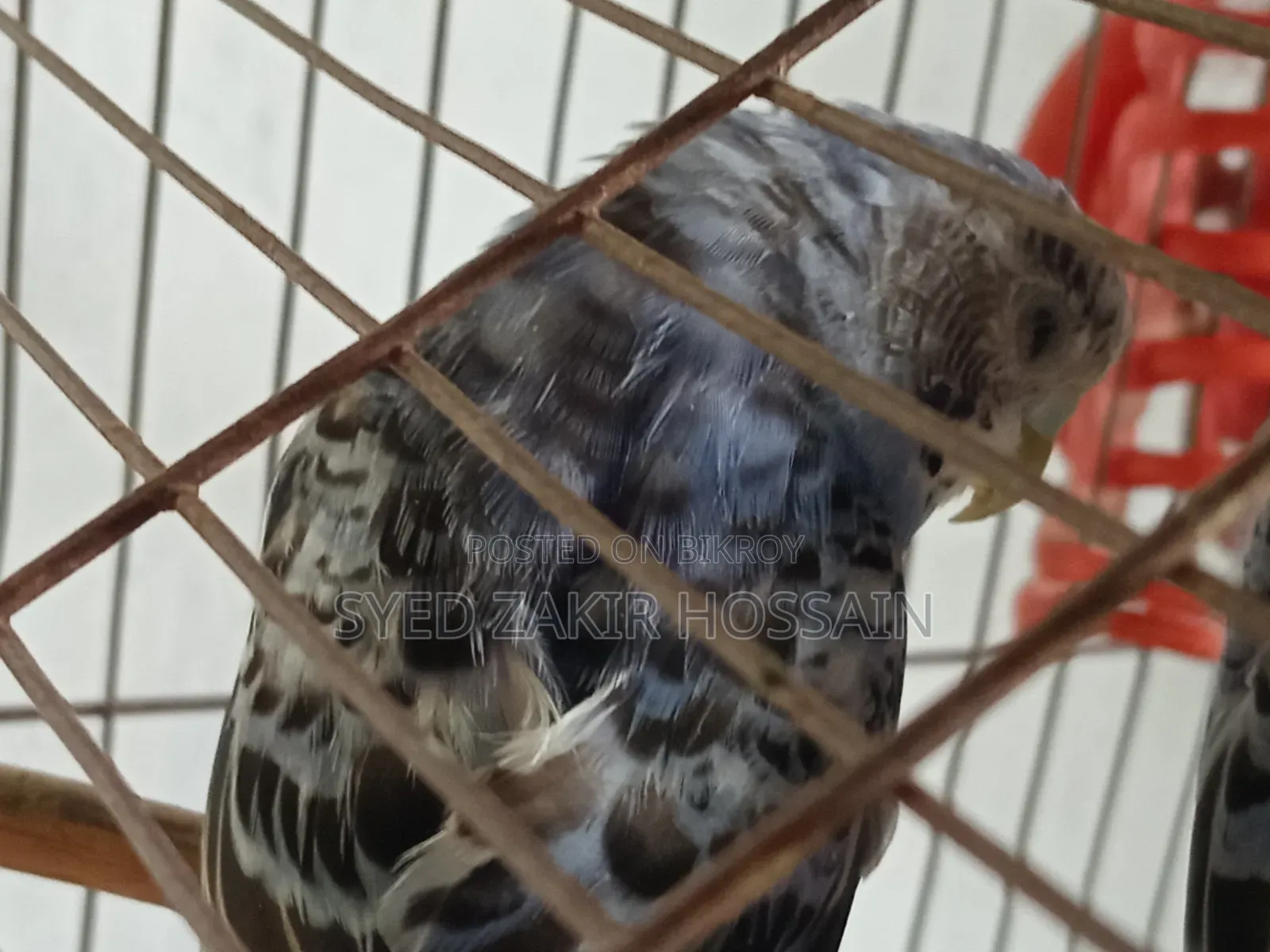 এডাল্ট বাজরিগার হাত বদল