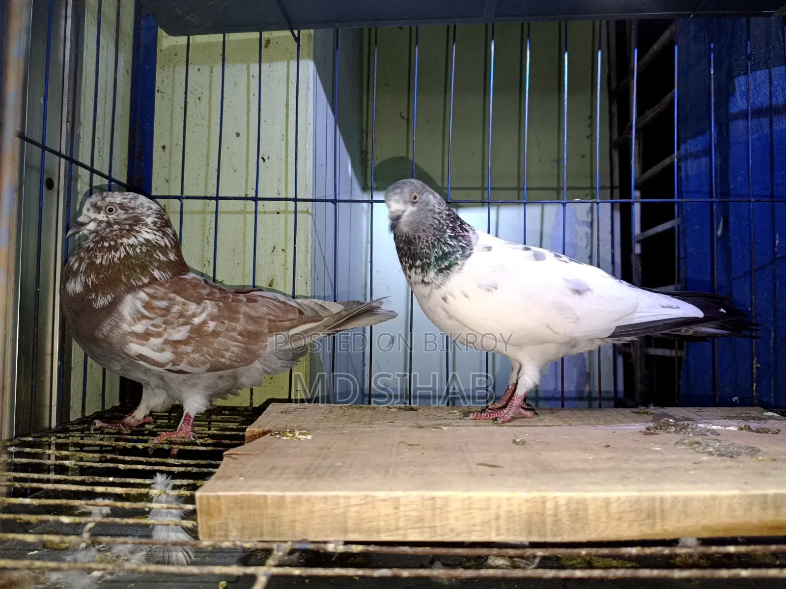 Pigeons for Sale