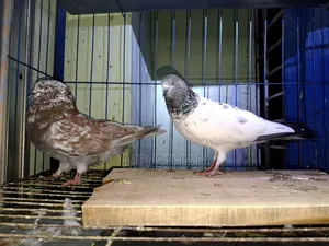Pigeons for Sale