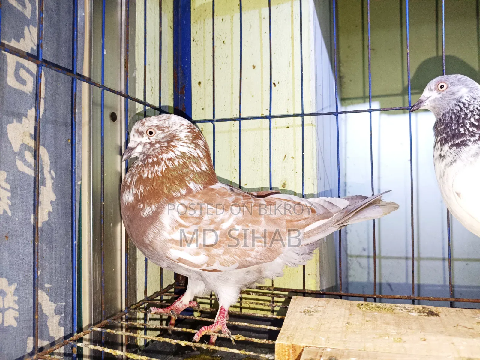 Pigeons for Sale