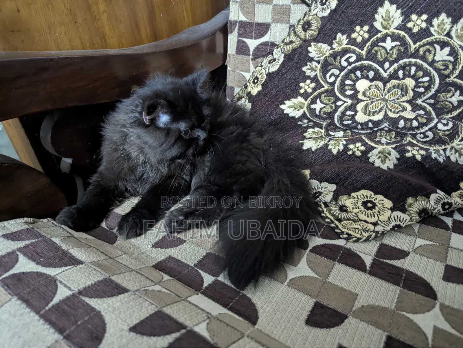 ১-৩ মাসের পুরুষ খাঁটি পার্সিয়ান বিড়াল