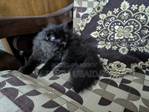 ১-৩ মাসের পুরুষ খাঁটি পার্সিয়ান বিড়াল