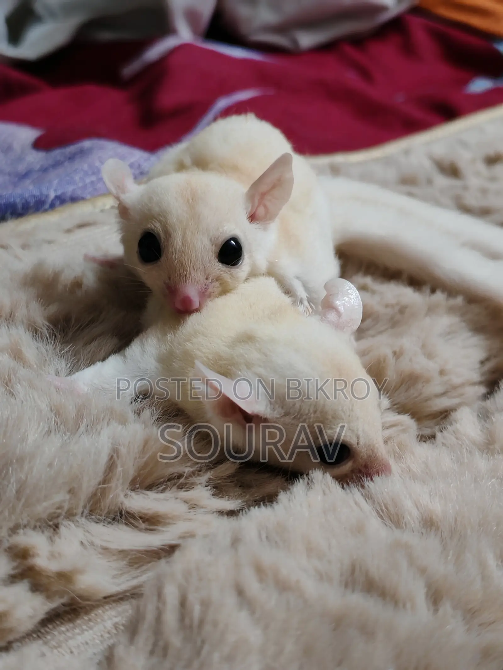 Tame Size Lucy Sugar Glider Pair