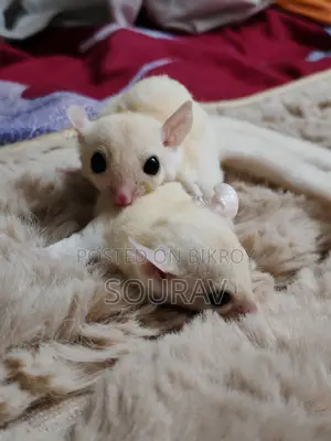 Tame Size Lucy Sugar Glider Pair