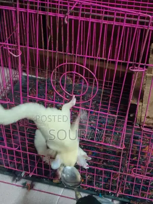 Tame Size Lucy Sugar Glider Pair