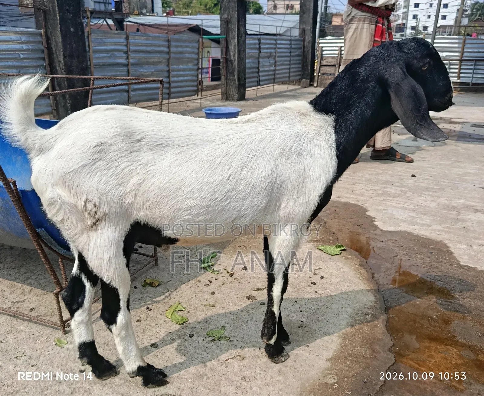 মুনডি জাতের পাঠা বাচ্চা ১১ মাস বয়স বিক্রি করবো