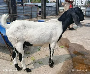 মুনডি জাতের পাঠা বাচ্চা ১১ মাস বয়স বিক্রি করবো