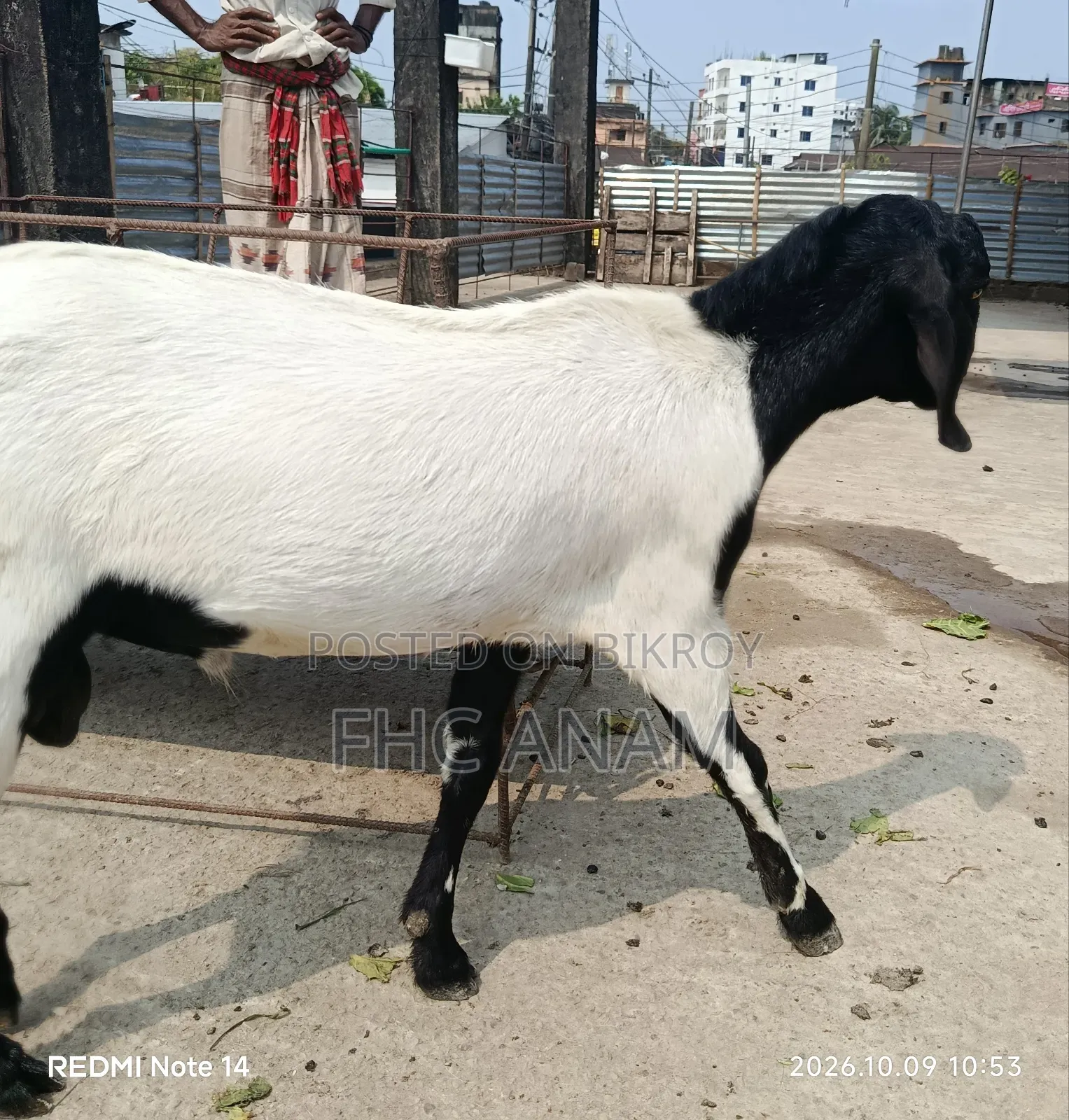 মুনডি জাতের পাঠা বাচ্চা ১১ মাস বয়স বিক্রি করবো