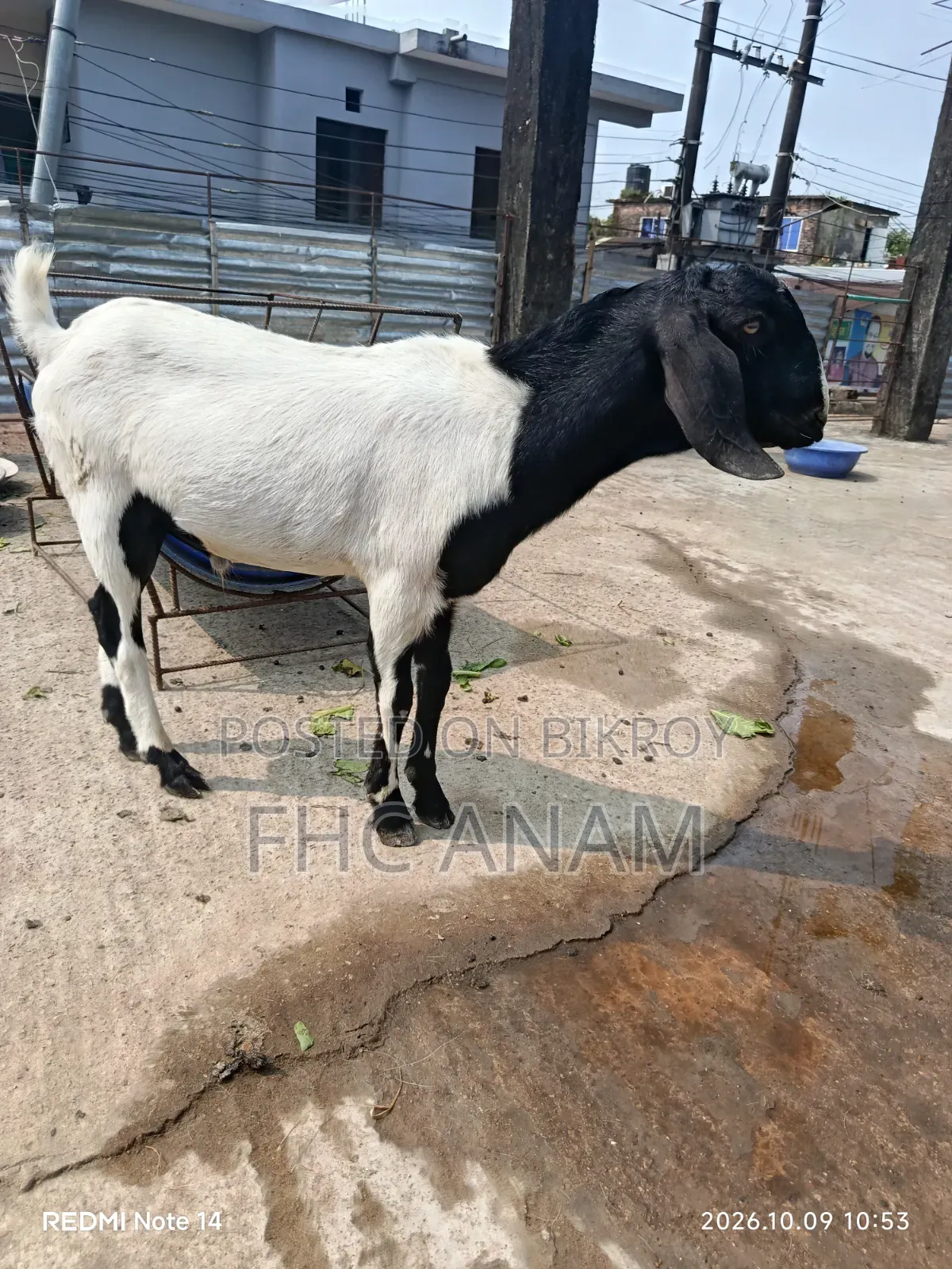 মুনডি জাতের পাঠা বাচ্চা ১১ মাস বয়স বিক্রি করবো