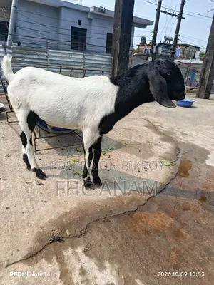 মুনডি জাতের পাঠা বাচ্চা ১১ মাস বয়স বিক্রি করবো