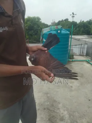 Chila Female Pigeon