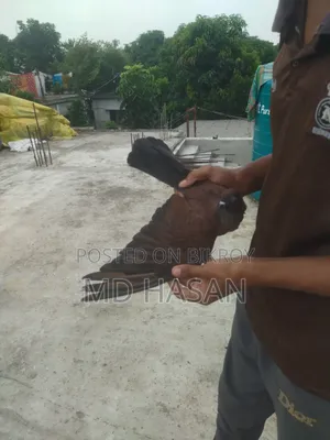 Chila Female Pigeon