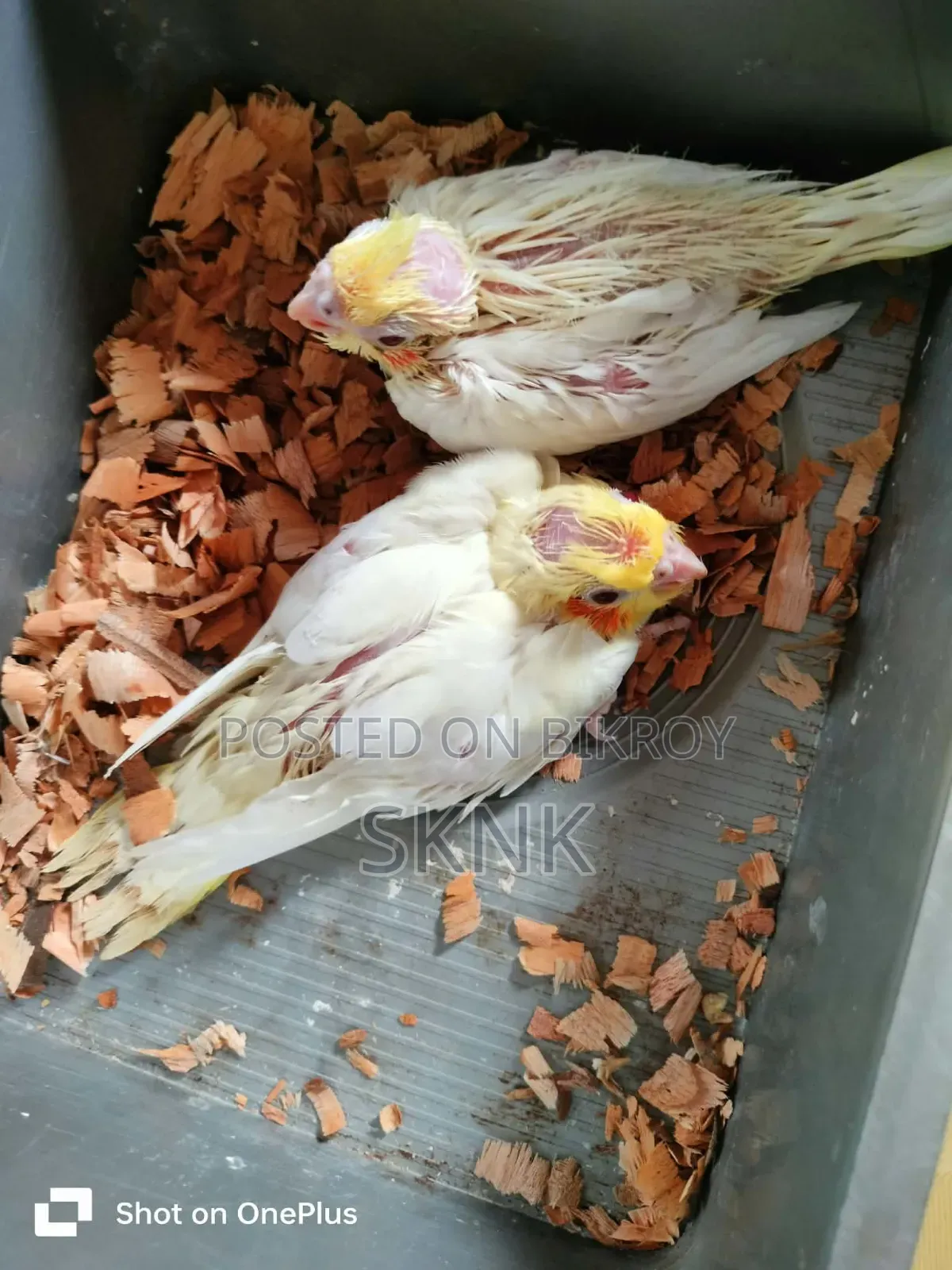 ককটেল বেবি