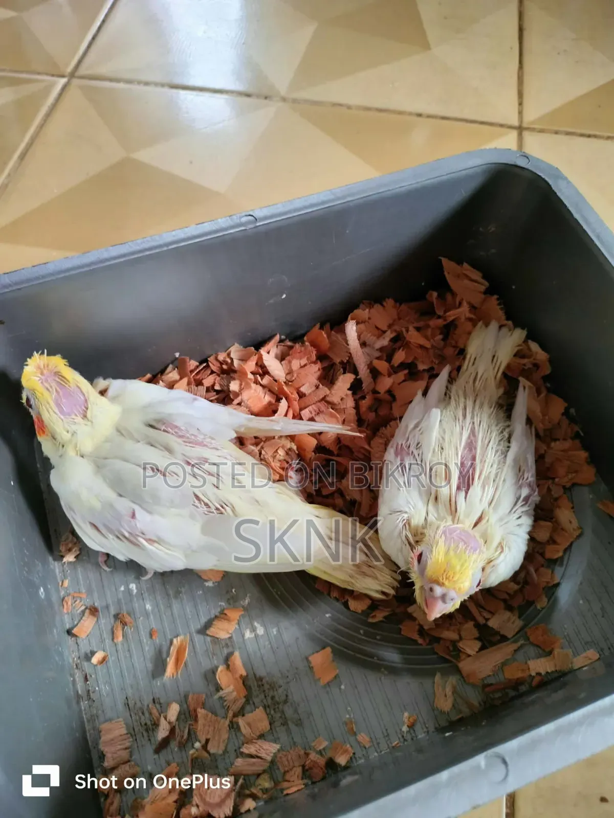 ককটেল বেবি