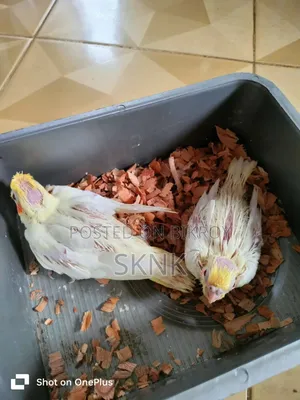 ককটেল বেবি