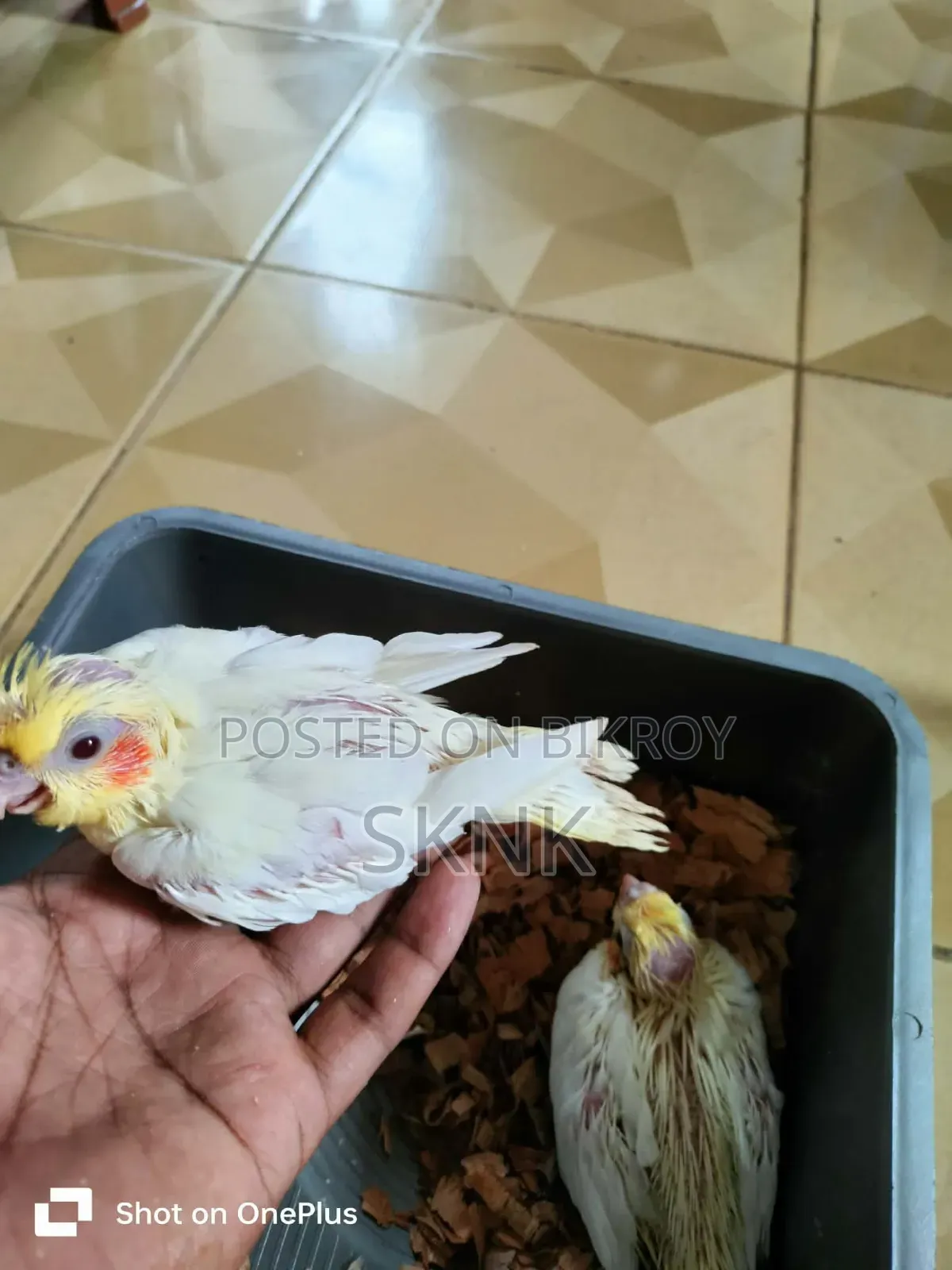 ককটেল বেবি