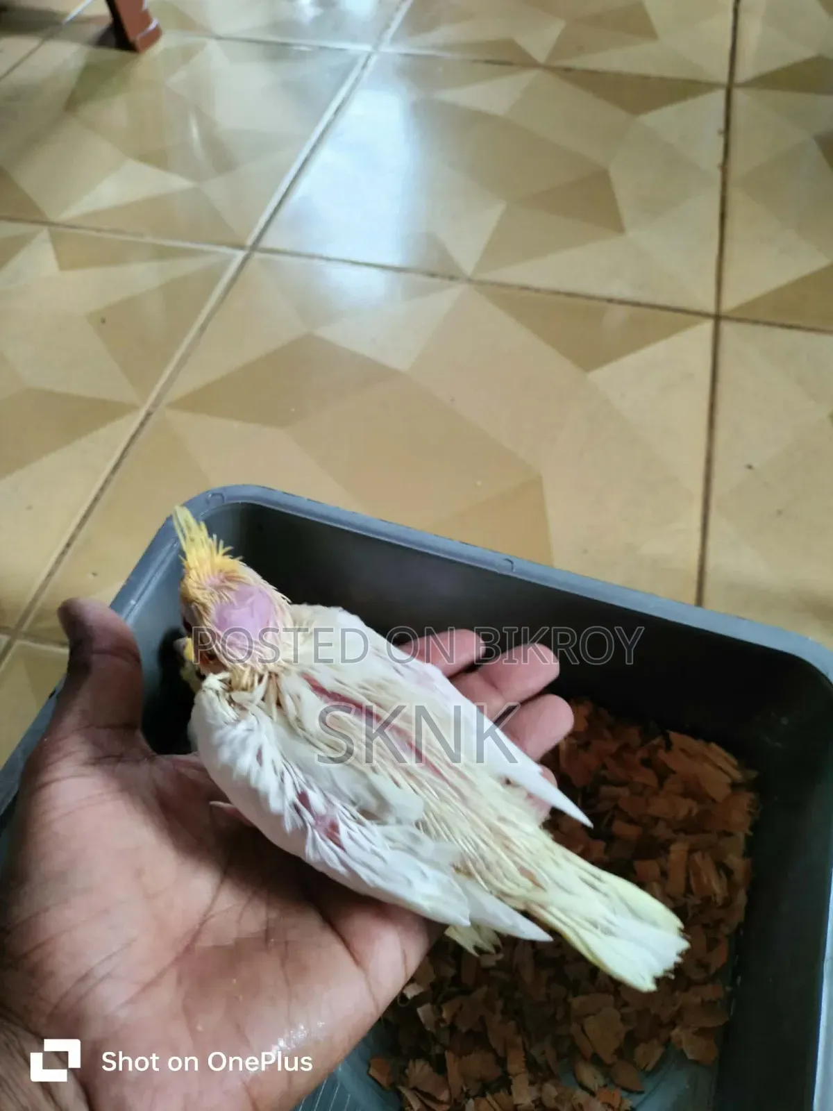 ককটেল বেবি