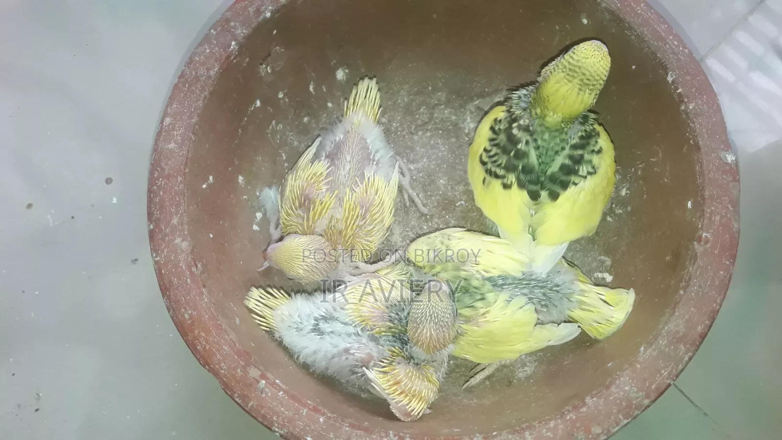 বাজরিগার বেবি