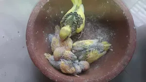 বাজরিগার বেবি