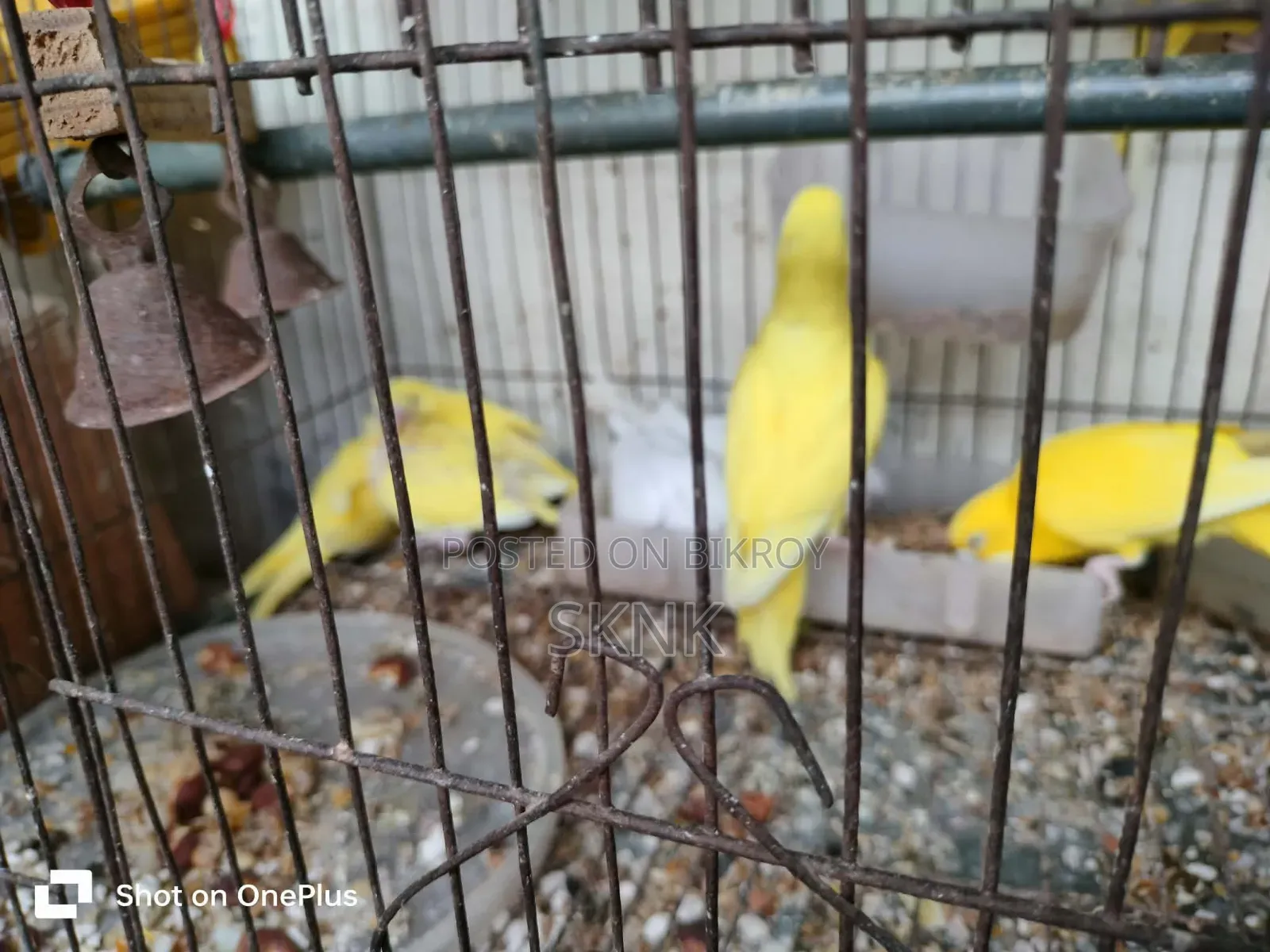 লুটিনো রেড আই বেবি