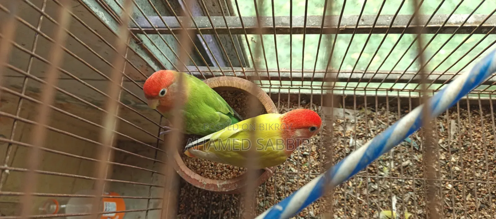 এক জোড়া Running Lovebird