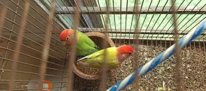 এক জোড়া Running Lovebird