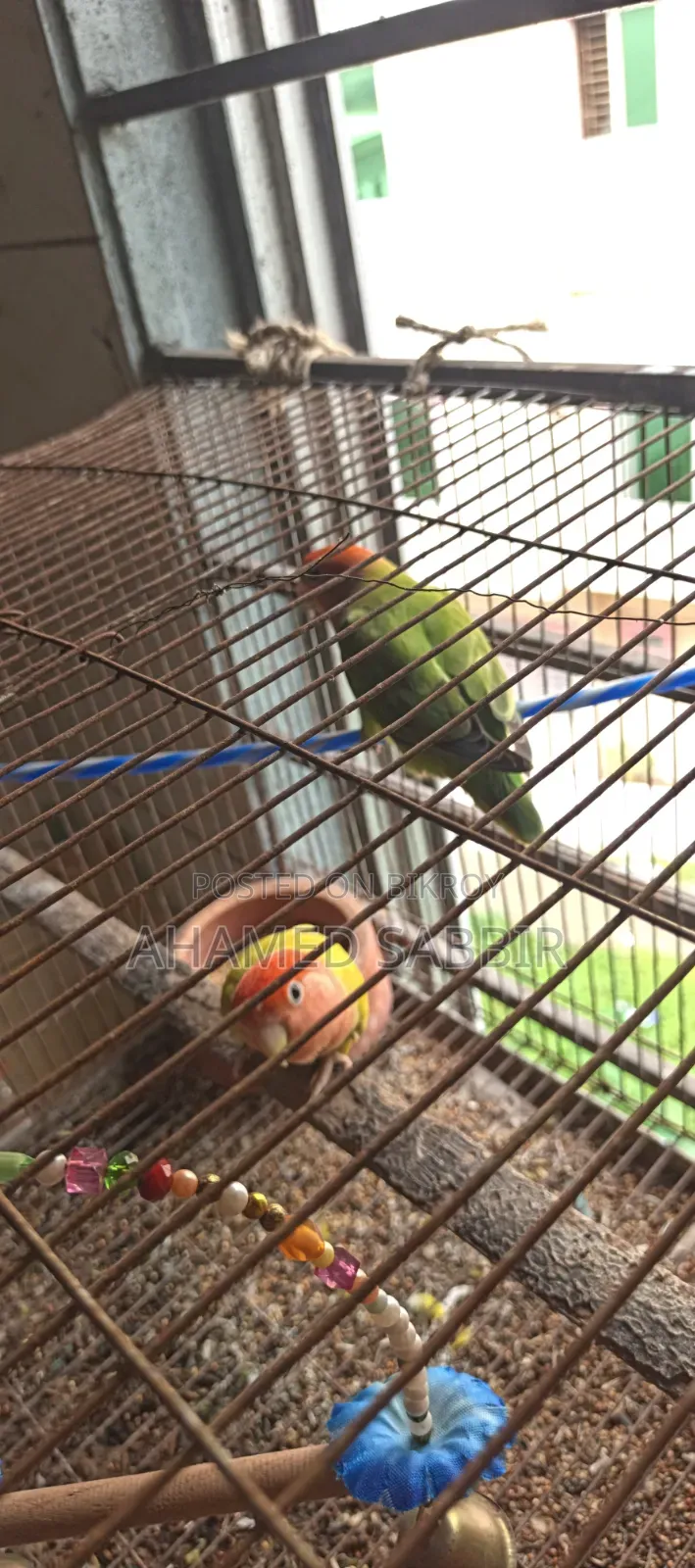 এক জোড়া Running Lovebird