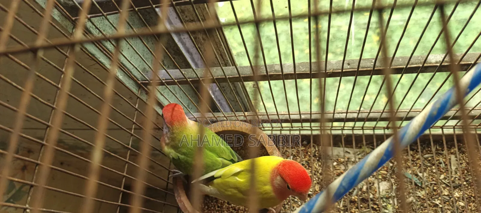 এক জোড়া Running Lovebird