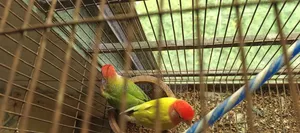এক জোড়া Running Lovebird