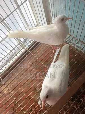 1 Pair Chuithal White Dove