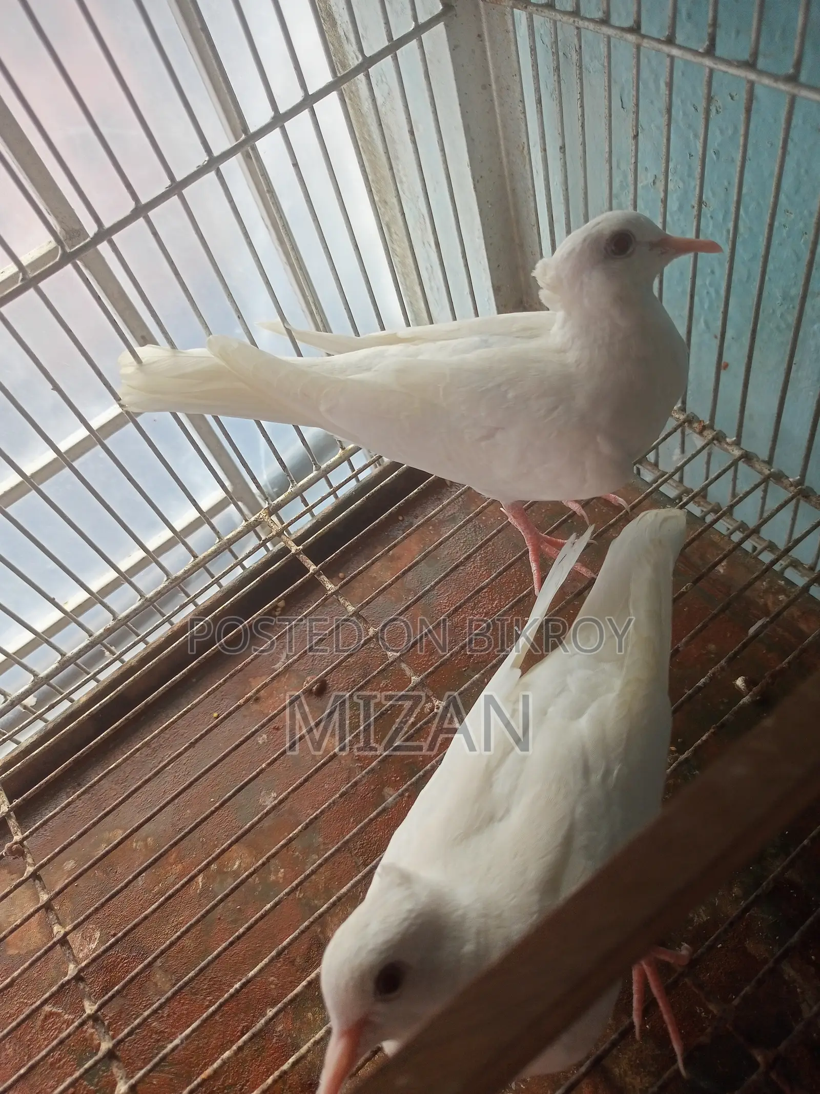 1 Pair Chuithal White Dove