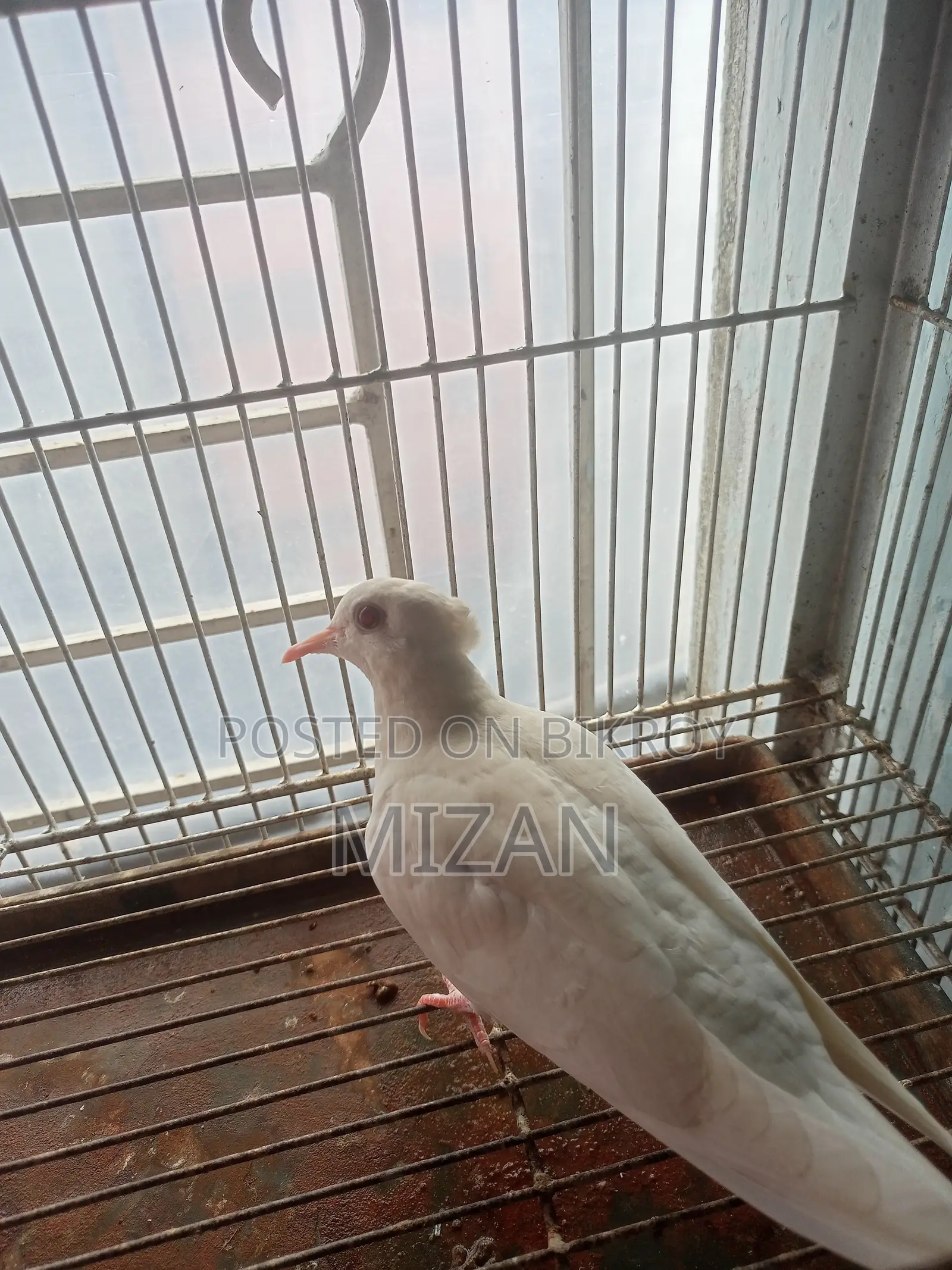 1 Pair Chuithal White Dove