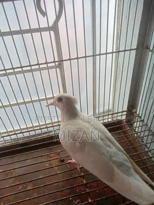 1 Pair Chuithal White Dove