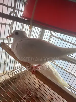 1 Pair Chuithal White Dove