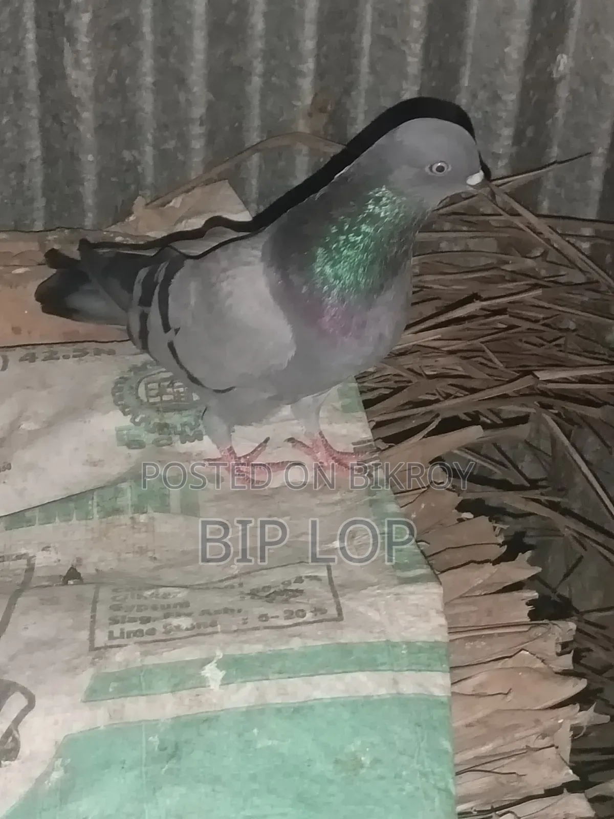 সবুজ নর কবুতর