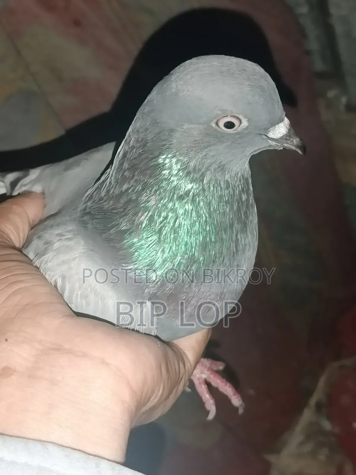 সবুজ নর কবুতর