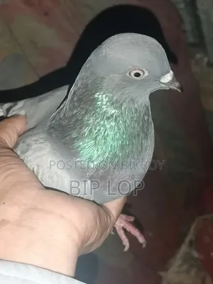 সবুজ নর কবুতর
