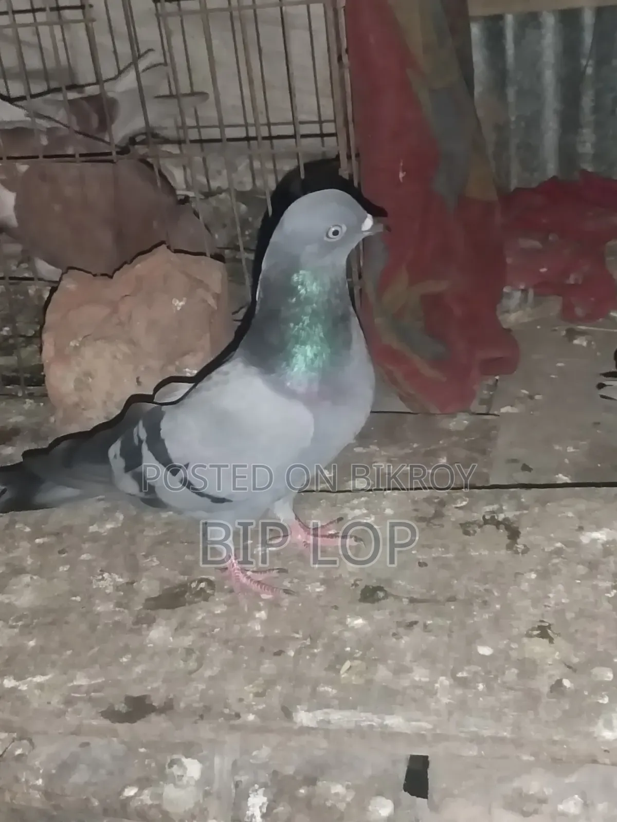 সবুজ নর কবুতর